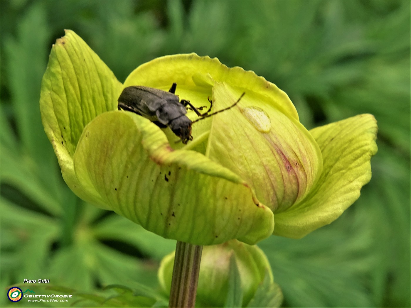 70 Trollius europaeus (Botton d'oro) con ospite.JPG